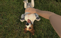 Pets Hotel screenshot 16