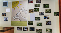 Animal Shelter screenshot 18
